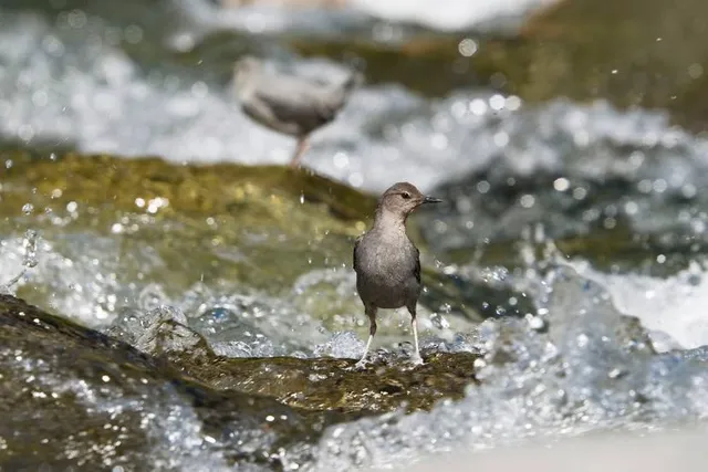 Kinzigaue von Langenselbold