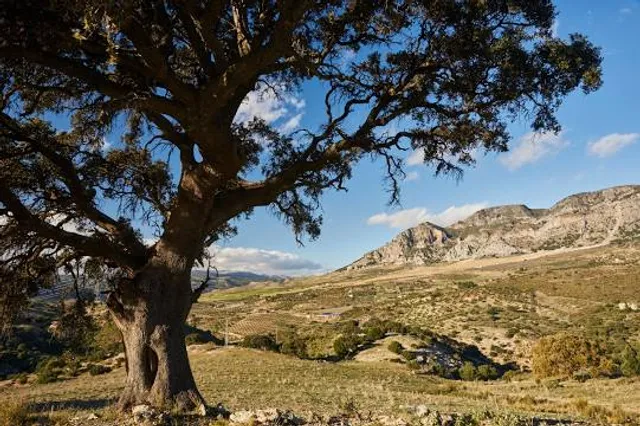 Sierra de Alcaparaín