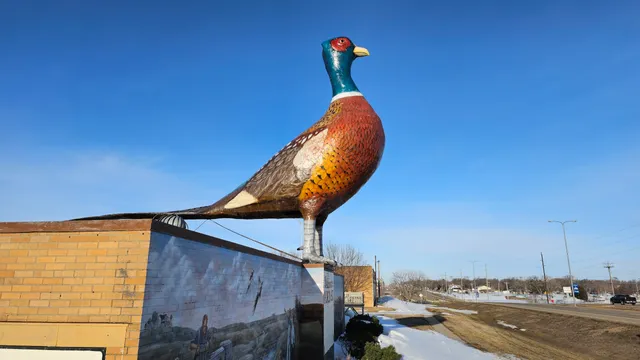 World's Largest Pheasant