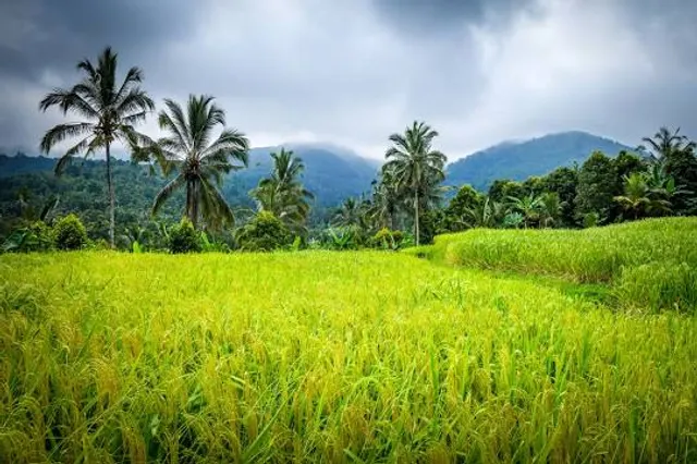 Rice Terraces Munduk