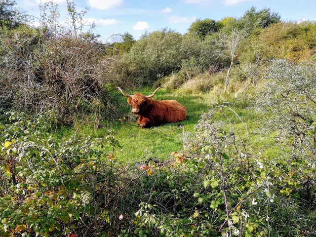 Natuurgebied De Schotsman