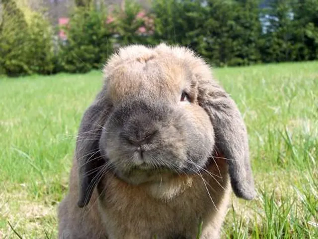 Mohács Historical Memorial Site