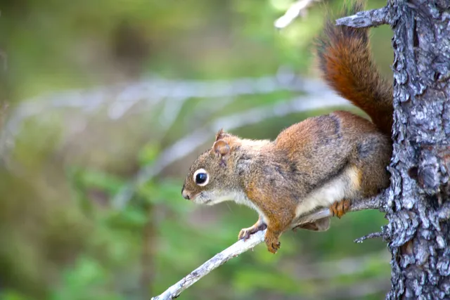 Aylmer Park Whittom (Squirrels Park)
