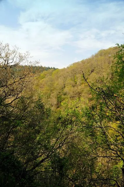 The Devils Glen Forest