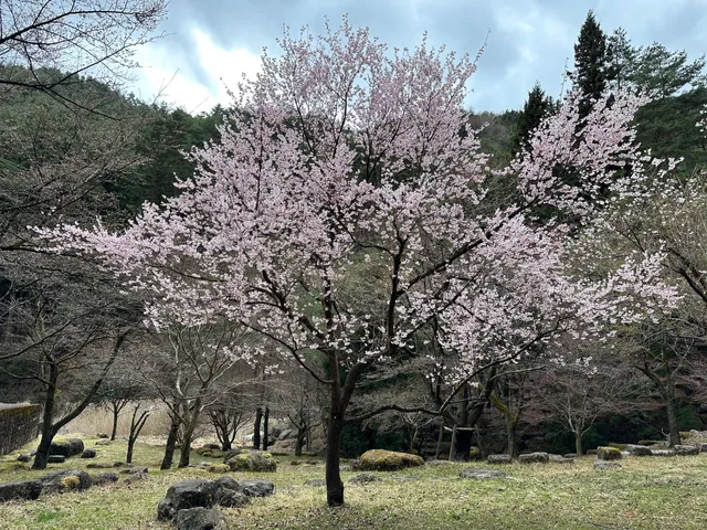 Mitsutogesakura Park