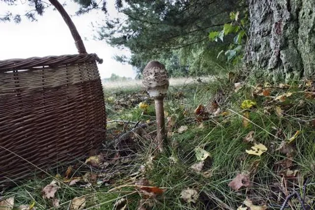 Bukit Pandang Jatipohon