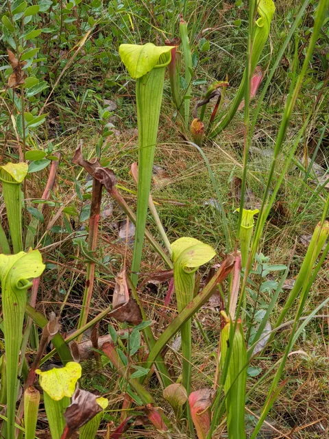 Big Thicket National Preserve, Pitcher Plant Trail