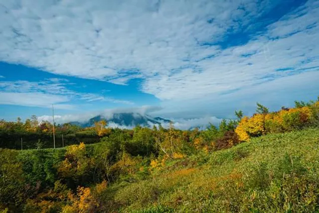 Yellow Fever Creek Preserve