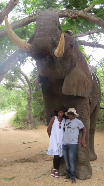 Elephant Whispers 🐘