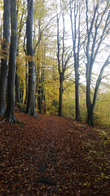 Maison des forêts à Darnétal