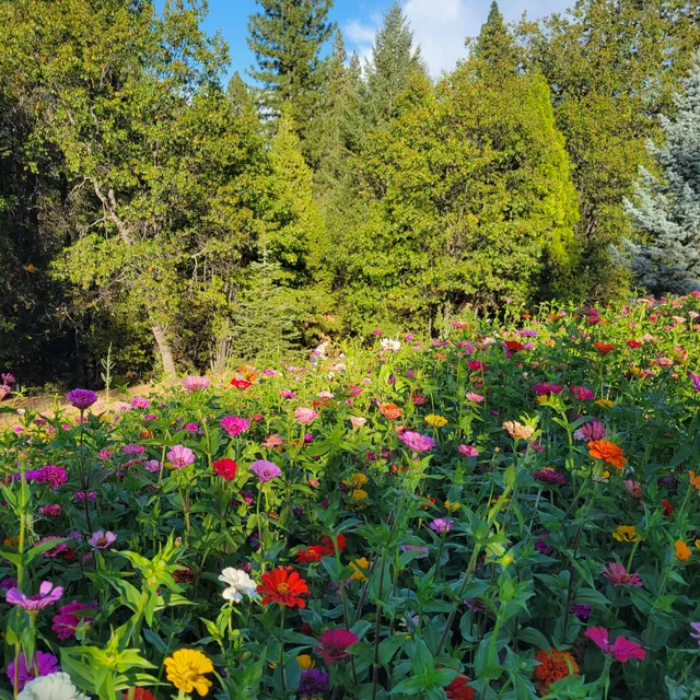 Apple Ridge Farms - Apple Hill #20