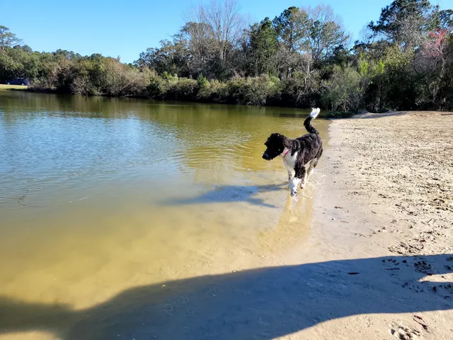 James Island County Park - Dog Park