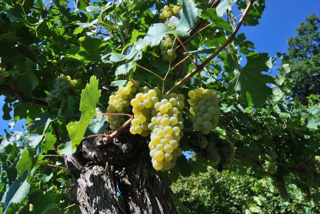 Azienda Agricola TORRICINO di Stefano di Marzo