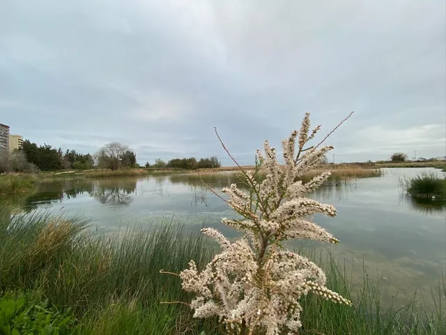 Marjal de Rafalell y Vistabella