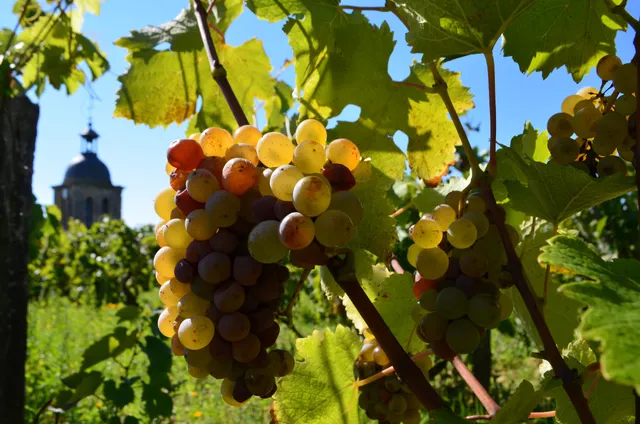 Domaine Huet - L'Échansonne