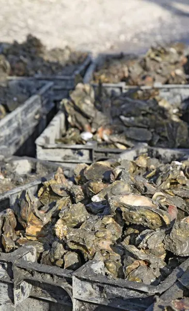 Bluffton Oyster Factory Park