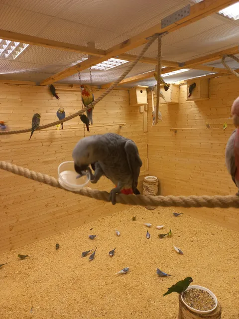 Papagoide Paradiis (Попугайный Рай)