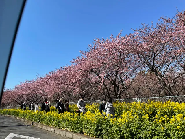 Kawazu Zakura Viewing Spot