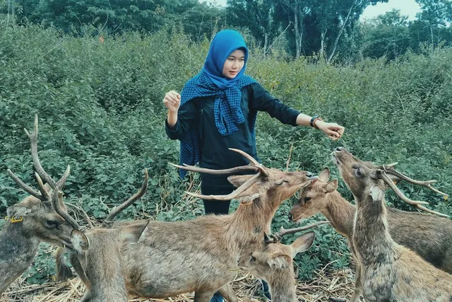 Maliran Deer Breeding