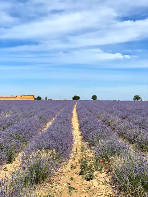 Campos de lavanda