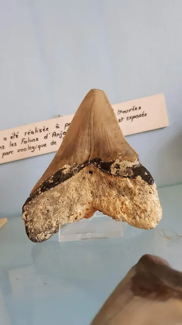 Museum of the Savingnéen