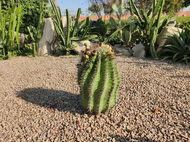 Dravyavati Botanical Garden