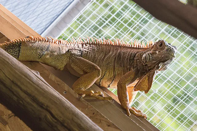 Espace zoologique Exoticamis