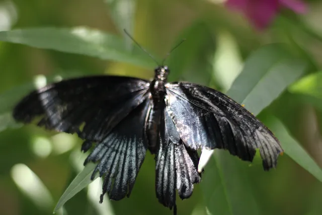 Horniman Butterfly House