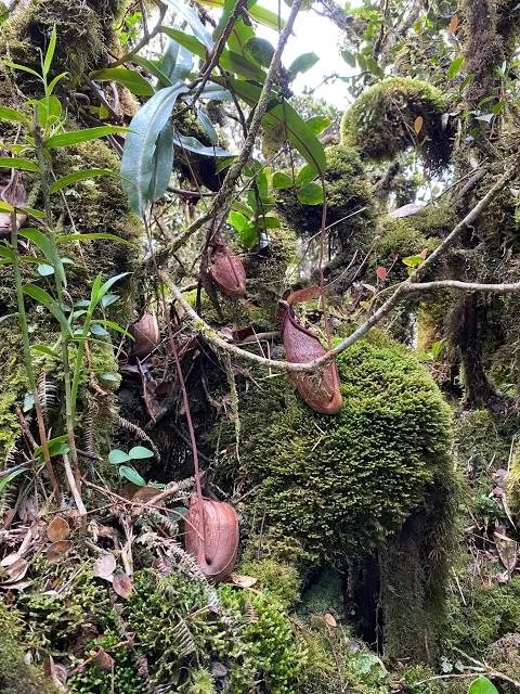 Gunung Brinchang Barat