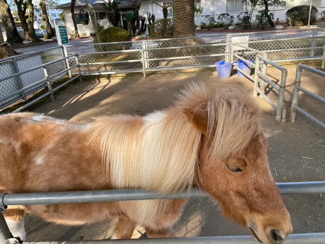 JRA Miyazaki Breeding Farm