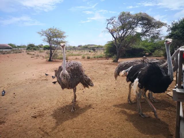 Curaçao Ostrich Farm