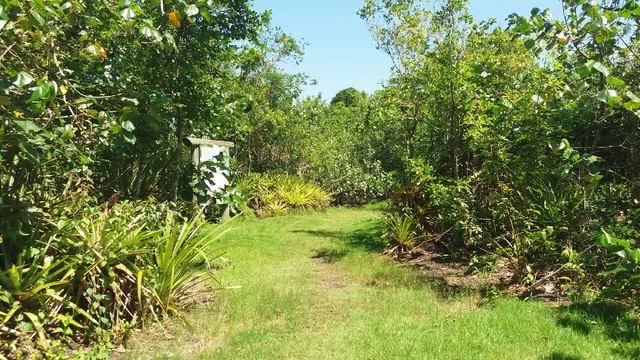 Municipal Environmental Reserve Park Capybara