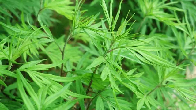 Artemizia Foundation