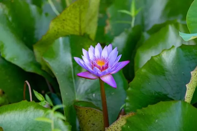 Water Gardens Vaipahi