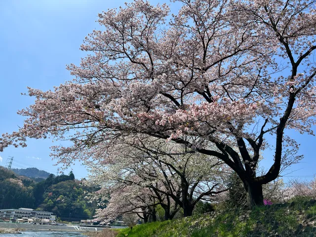 Kojo Cherry Trees Promenade