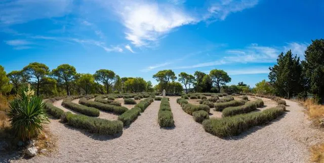 Lavender labyrinth
