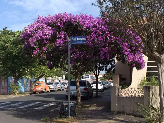 Nova Paulista - Unidade 1