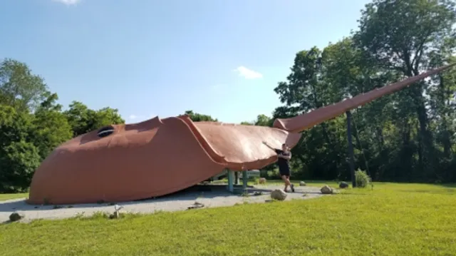 World's Largest Horseshoe Crab