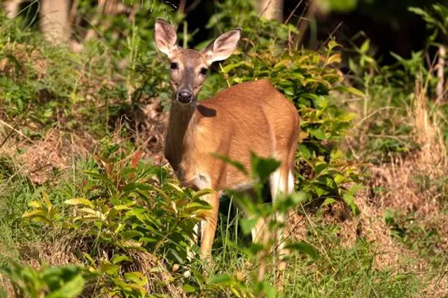 Chief Logan State Park