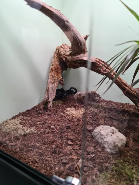 Spiders & Scorpions Exhibition - Live Animals