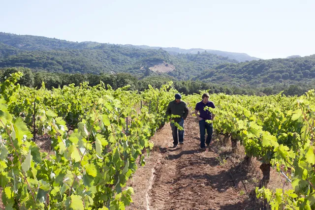 Bedrock Wine Co. - By Appointment