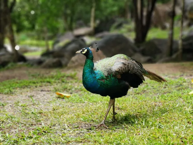 Kaeng Som Maew Queen Sirikit Forest Park