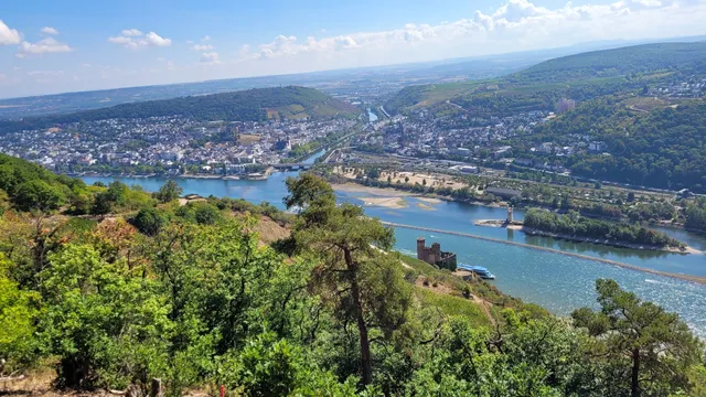 Niederwald in Rudesheim