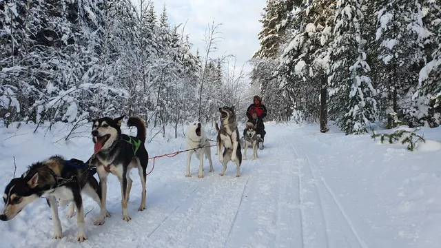 Spruce Island Husky