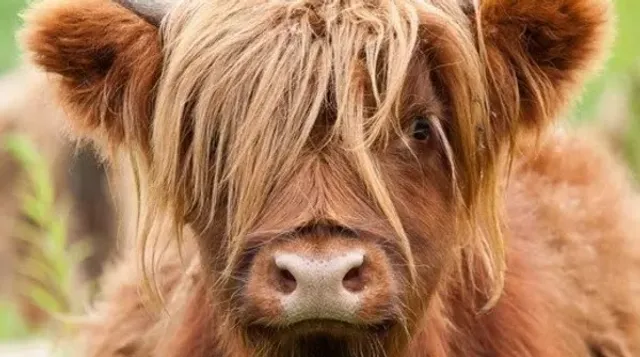 Noordlaarderbos en de Vijftig Bunder