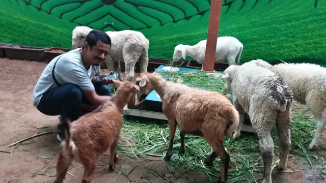 Animal Feeding Rainbow Garden