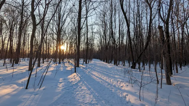 Bois de l'Équerre (CANOPÉE)
