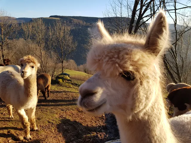 La montagne des Lamas