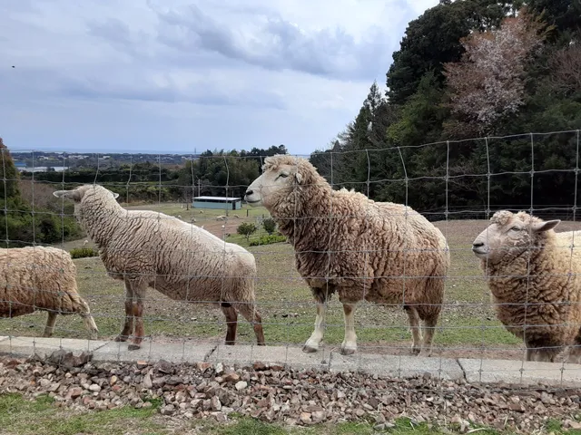 ひつじみかん牧場