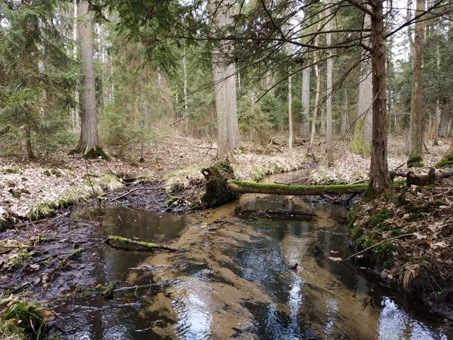 Rezerwat przyrody Cisy nad Liswartą